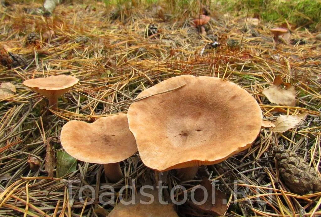 Как выглядит млечник. Млечник серо-розовый lactarius helvus. млечник морской.