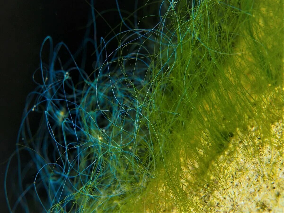 Нитчатые зеленые водоросли. Нитчатые водоросли (сфероморфид).. Нитчатые водоросли архейской эры. Цианобактерии водоросли.