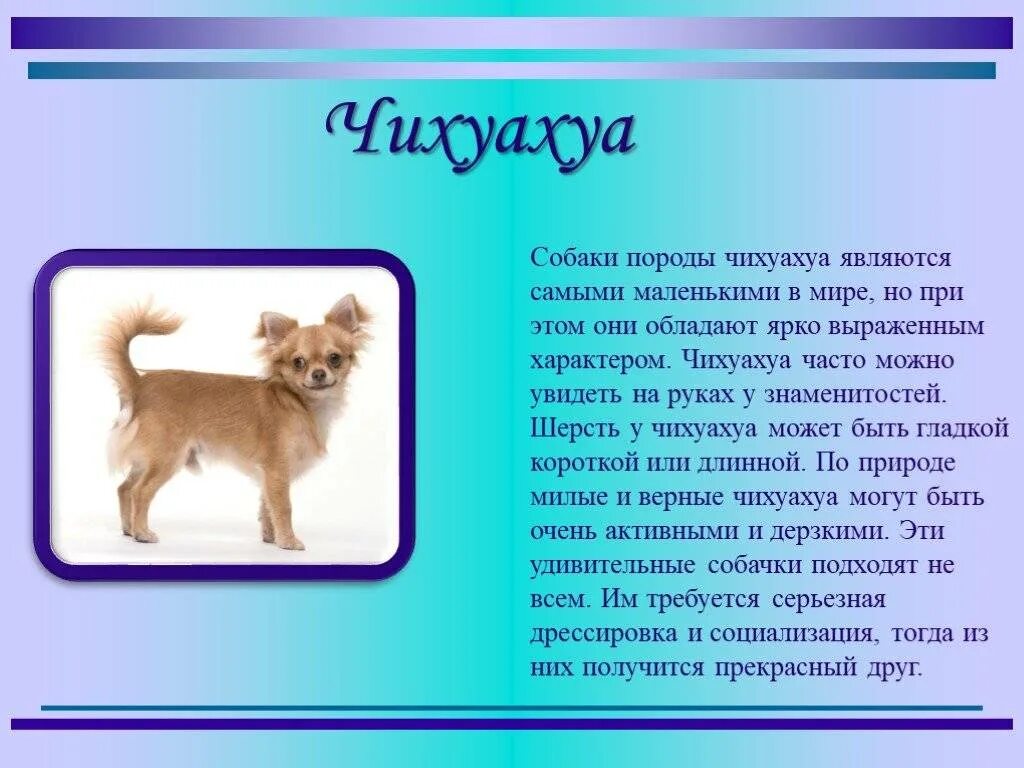 Рассказ о породе собак чихуахуа 2 класс. Маленький рассказ о породе собак. Описание любой собаки. Собака для презентации. Текст про собачку