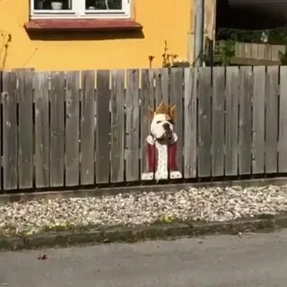 Не лазайте через забор