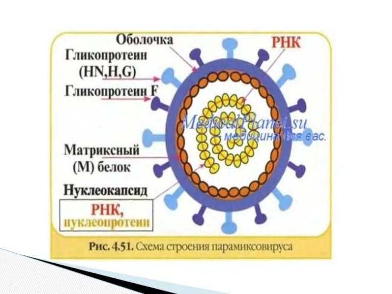 Вирус кори строение вируса. Корь структура вируса. Вирус кори микробиология. Структура вируса кори.