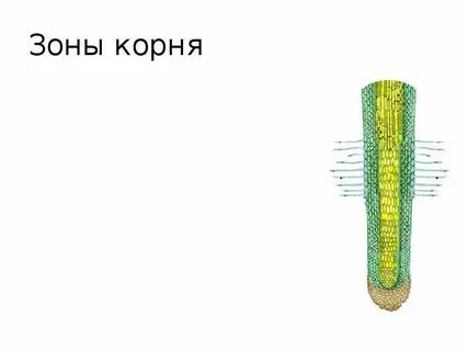 Рисунок зоны проведения