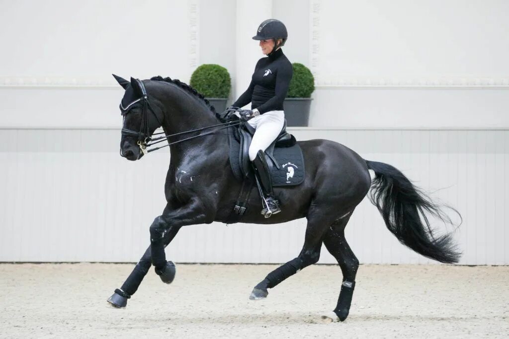 Byelorussian Harness Horse stallion Grokhot Любовь лошадей, Лошади, Фотографии