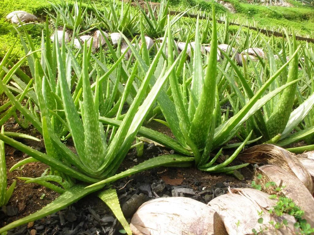 Алоэ барбаденсис Миллер. Aloe Vera bitkisi. Среда обитания алоэ почвенная