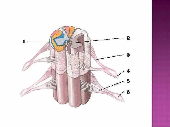 Задние столбы спинного. Серое и белое вещество спинного мозга анатомия. Серого и белого вещества сегмента спинного мозга. Строение и функции белого и серого вещества спинного мозга. Срединная перегородка спинного мозга.