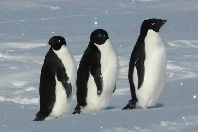 Поставь 3 пингвина. 3 Пингвина. Пингвины Windows 7. Трио пингвинов. Стандартный Пингвин.