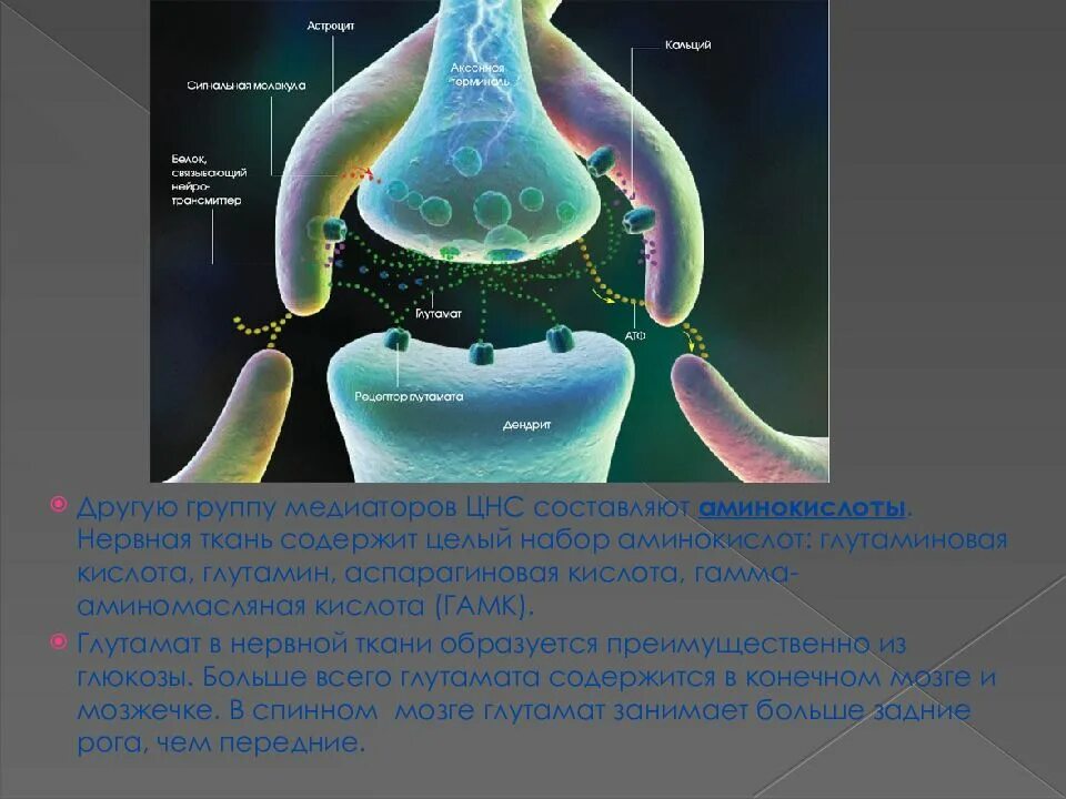 Нейромедиаторы нервной системы. Медиаторы нервной системы. медиаторы центральной и периферической нервной системы. медиатор нервы.