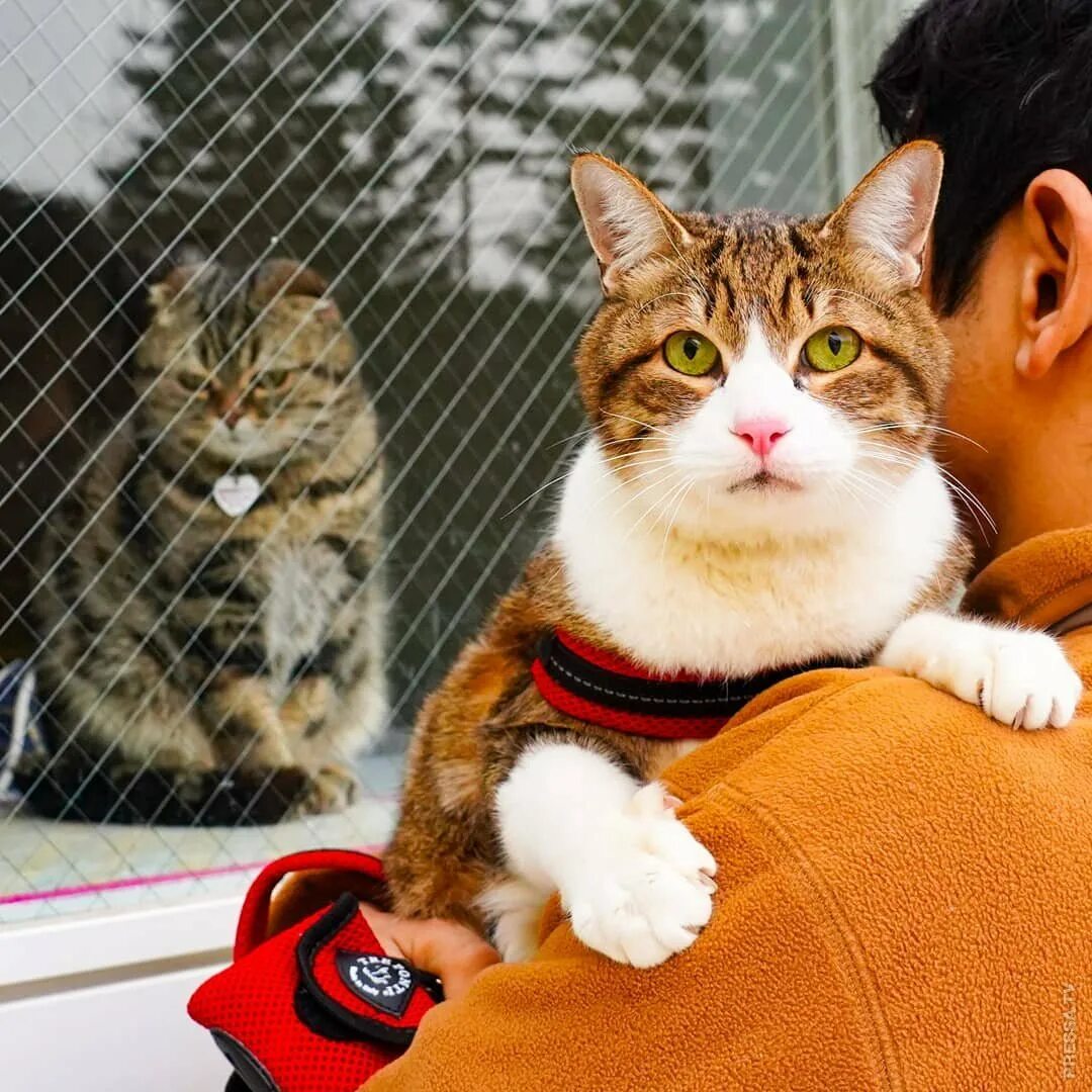 Фотографии японских кошек. Японский кот. Кот японец. Кошки в Японии. Самые популярные кошки в Японии.