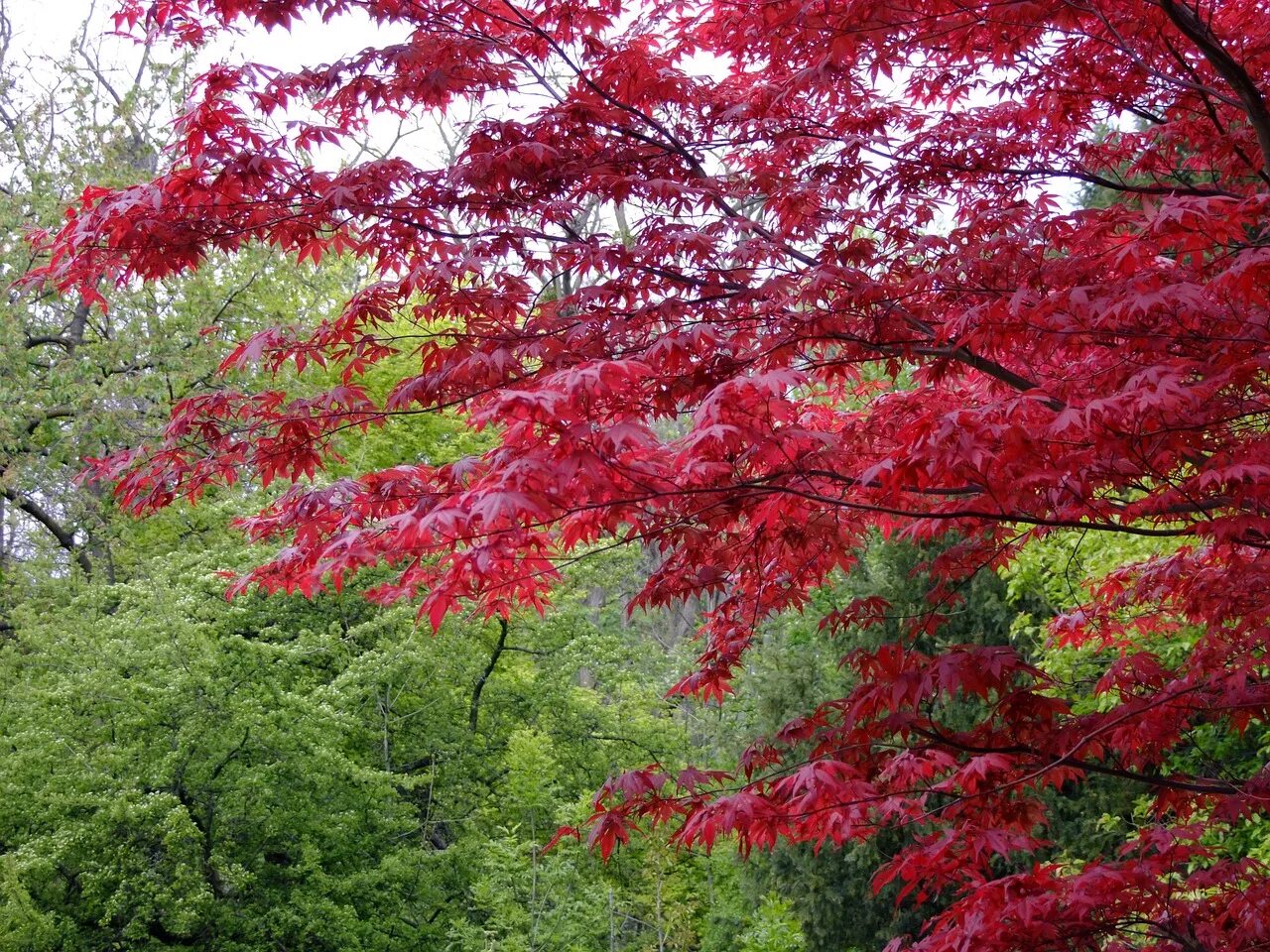 Красные деревья названия и фото. Клён японский (Ácer japónicum). Acer japonicum (клен). Клён краснолистный. Клен красный японский остролистный.