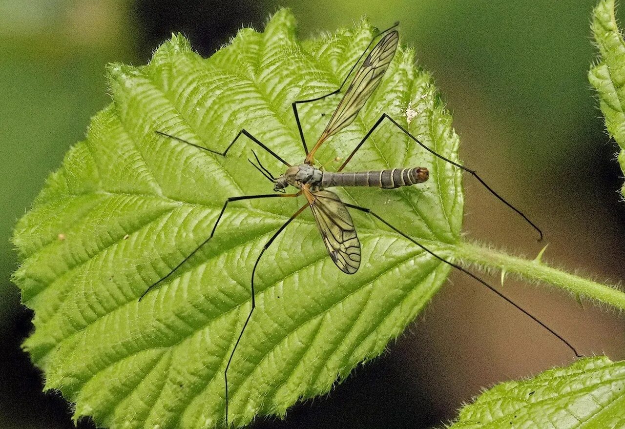 Комар большой как называется с длинными. Малярийный комар долгоножка. Долгоножка кольчатая. Муха долгоножка. Карамора комар долгоножка.