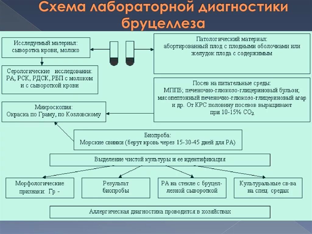 Наставление по диагностике бруцеллеза. Бактериологический метод диагностики бруцеллеза схема. лабораторная диагностика бруцеллеза схема. схема микробиологической диагностики бруцеллеза. бруцеллёз схема исследования.