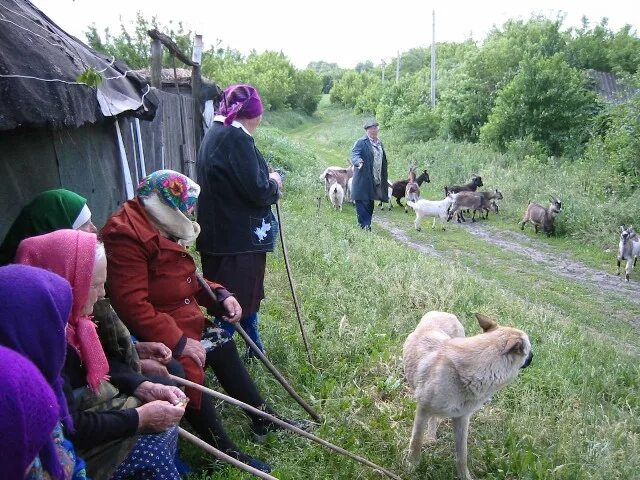 Березовый солонец самарская об. Сосновый солонец. Стенки изгорья белгородская область. Солонец поляна белгородская область. Березовый солонец самарская об.