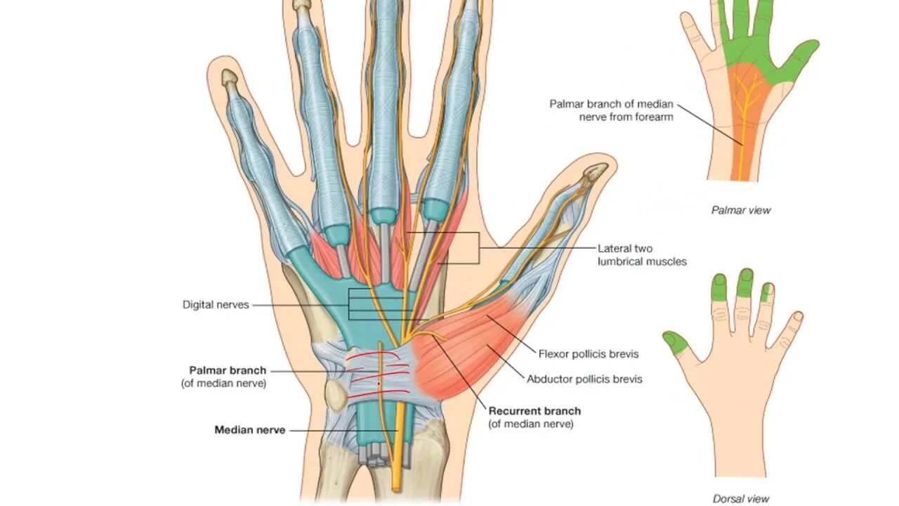 Иннервация 1 пальца кисти. Иннервация 2 пальца кисти. Иннервация пальцев кисти срединный нерв. Иннервация кисти и пальцев топографическая анатомия.