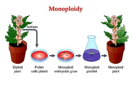 Plant breeding