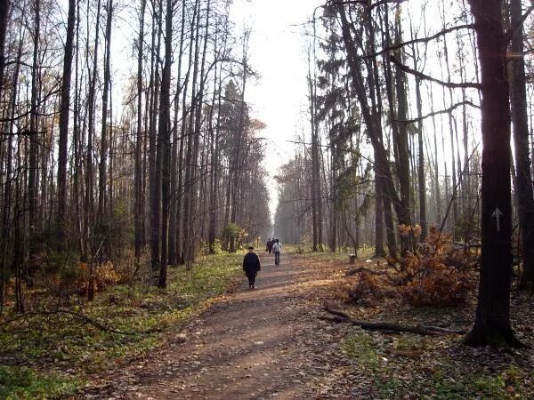 Абрамцевская просека метрогородок. Абрамцевская просека. Абрамцевская просека. Абрамцевская просека лосиный остров. Абрамцевская просека.