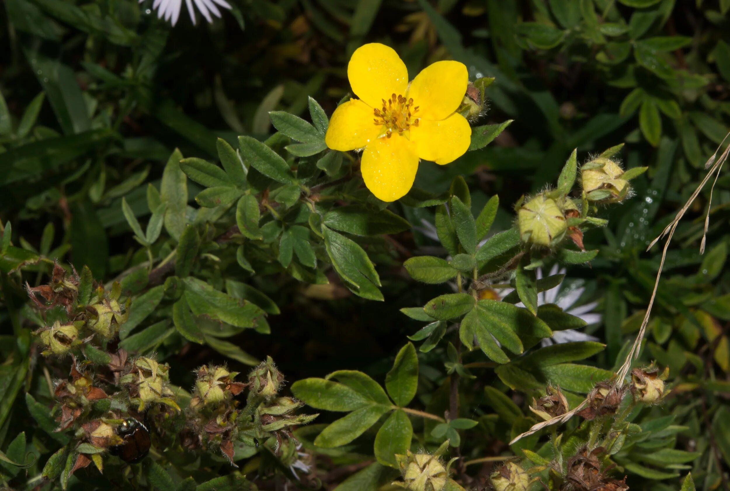 Лапчатка 4 буквы. Лапчатка (dasiphora fruticosa. лапчатка гусиная. лапчатка гусиная побег. лапчатка гусиная съедобная.