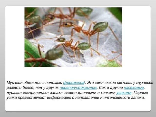 Как воспринимают информацию насекомые. Как воспринимают информацию насекомые
