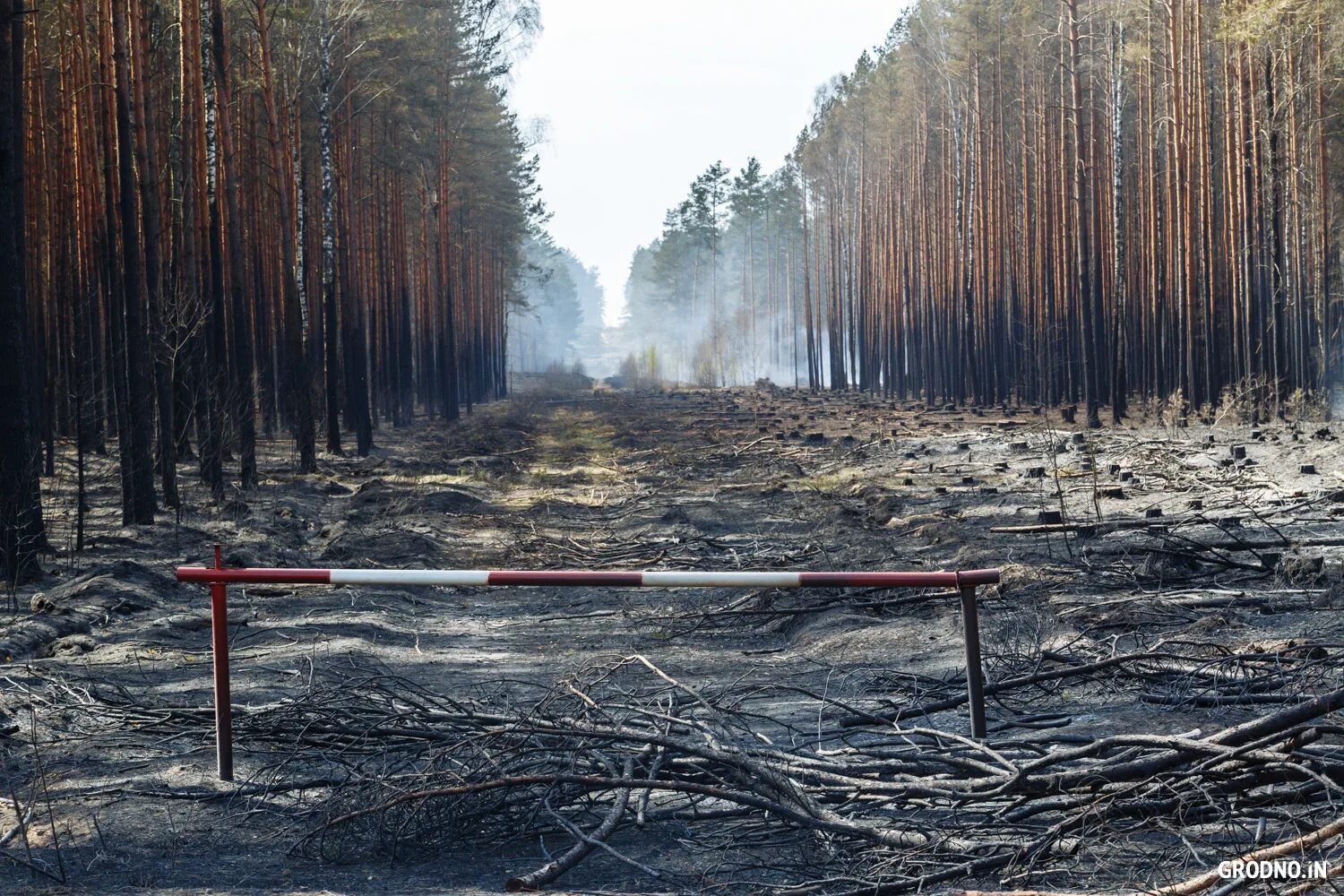 Последствия лесных пожаров. Леса после пожара. Лес после низового пожара. Последствия пожара в лесу. Почему после пожаров