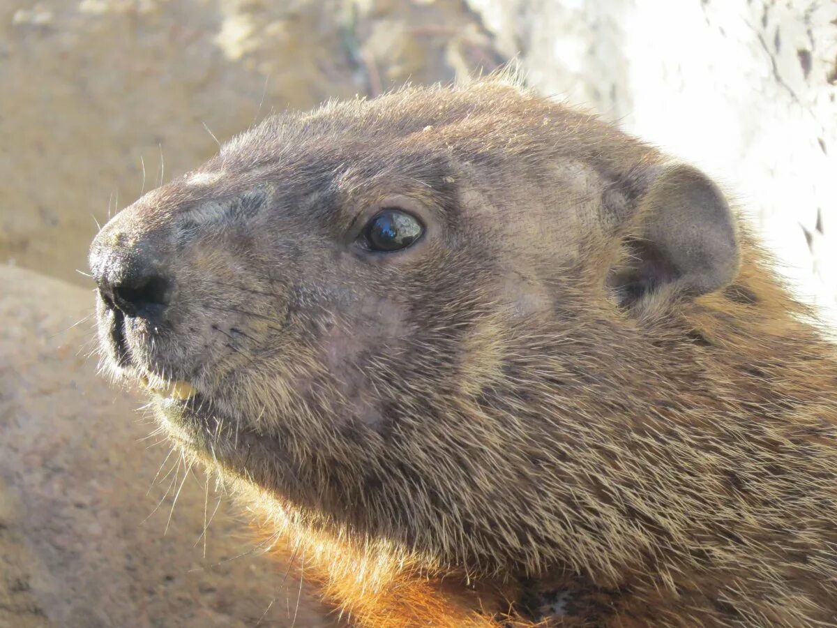 Канадский Бобр (Castor canadensis). Глаза бобра. У Бобров прозрачные веки. Прозрачные веки бобра. Голова бобра