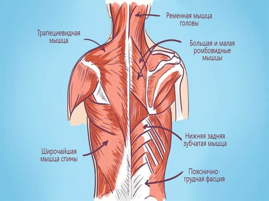 Колет правую лопатку