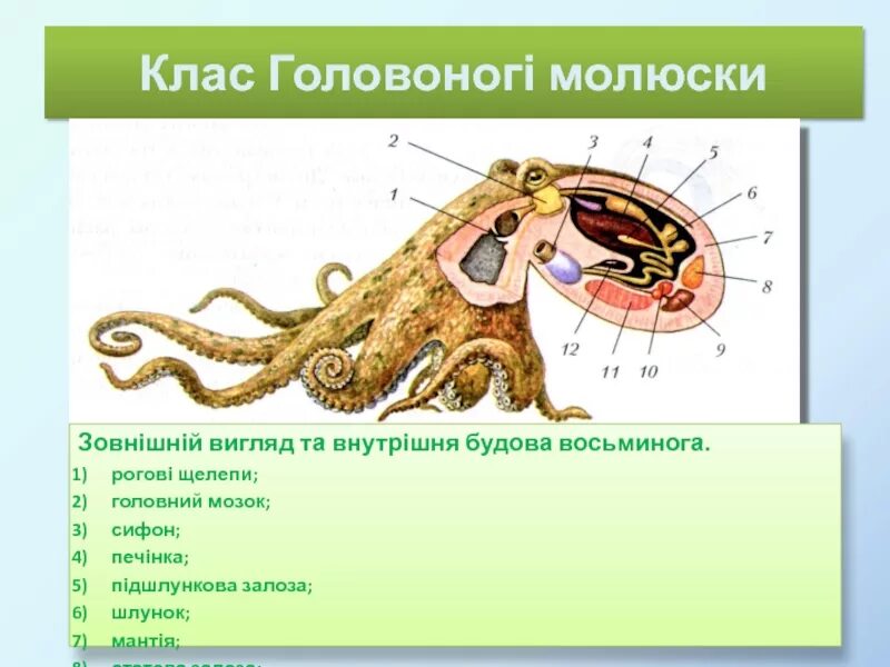 Головоногие черви