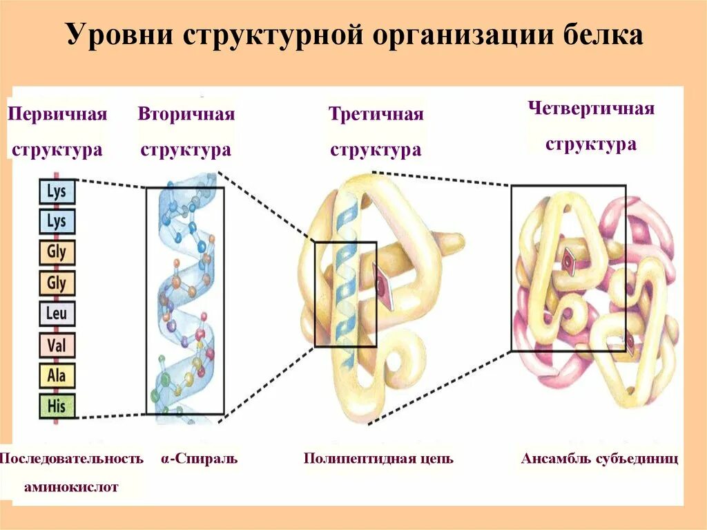 Структура молекулы белка первичная вторичная третичная четвертичная. Вторичная структура белка третичная структура белка четвертичная. Первичный и вторичный уровни организации белковой молекулы. Уровни структурной организации белков первичная. В организации белковых