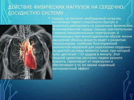 Влияние физических упражнений на сердечно сосудистую