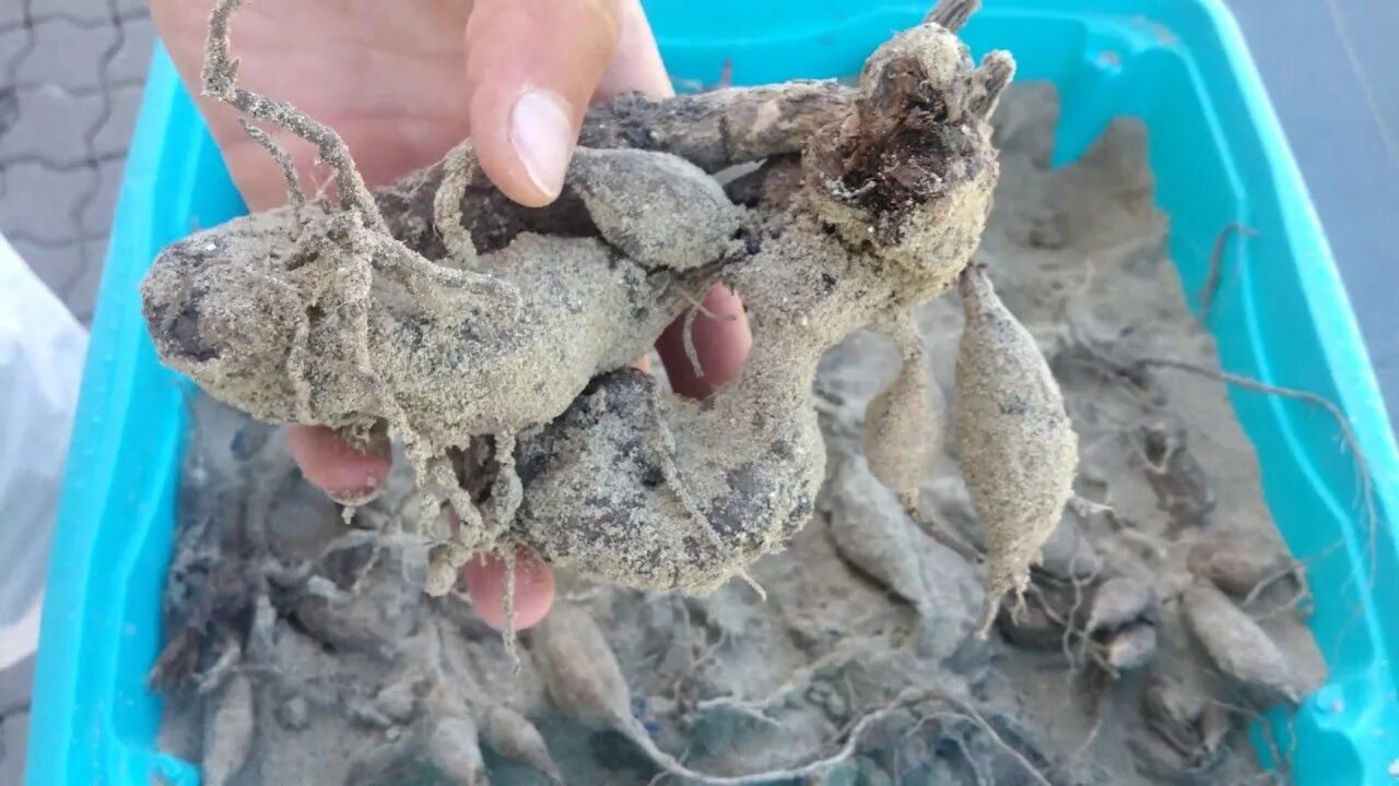 Георгины клубни хранение. Георгины корни клубни. георгины в песке. проросшие клубни георгин.