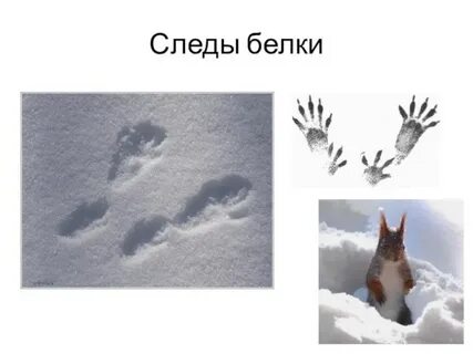 Следы невидимых зверей