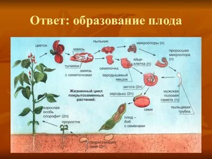 Участвует в образовании зародыша