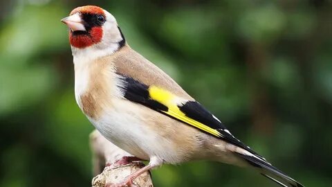 Best Bird Song 