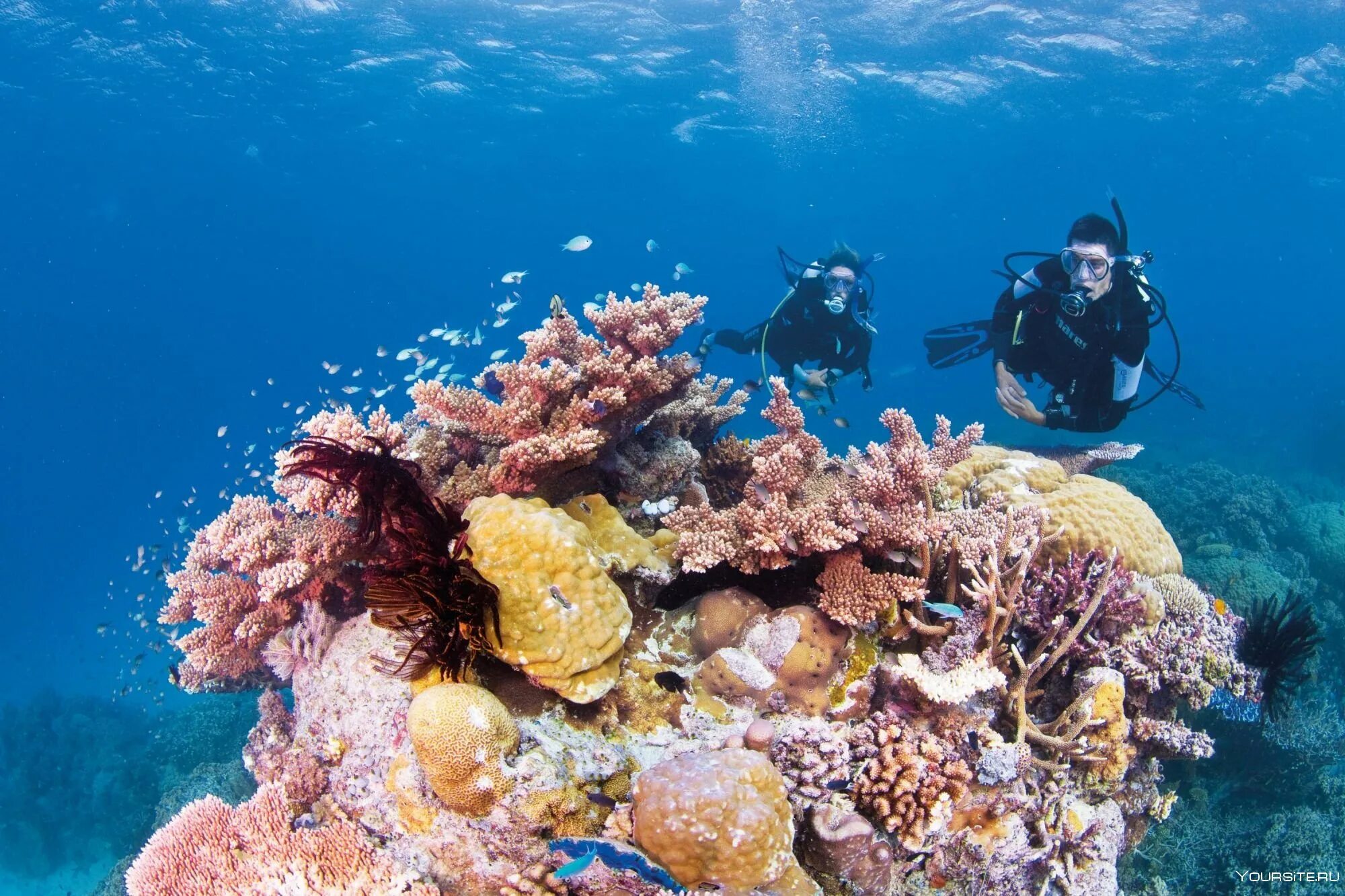 Reef tourism. Большой Барьерный риф Австралия. Большой Барьерный риф дайвинг. Коралловый риф в Австралии. Австралия дайвинг большой риф.