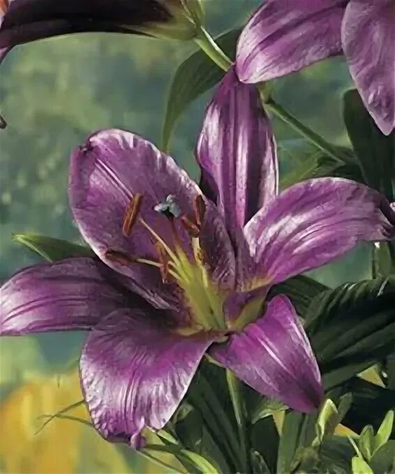Характеристики Лилия Пурпул Принц Lilium Purple Prince ОТ-гибрид (1х3шт), подроб