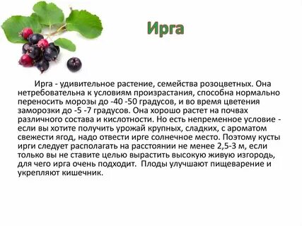 Ирга в слова