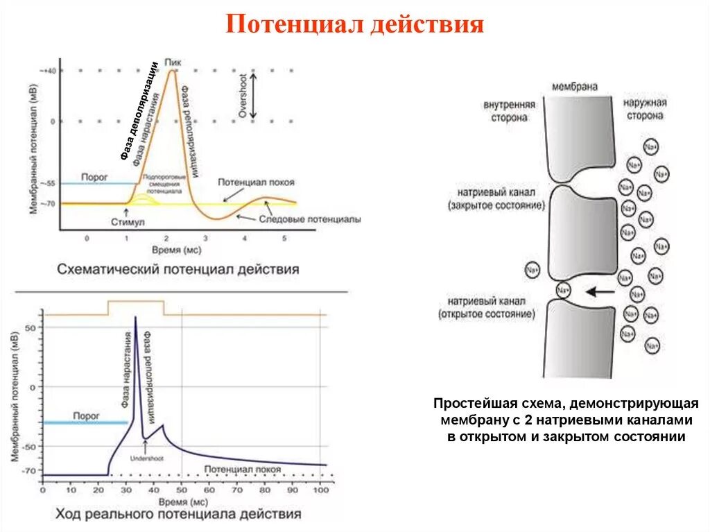 Потенциал действия физиология это. Схема потенциала действия физиология. Схема потенциала действия фазы. Мембранный потенциал действия схема. Стадии потенциала действия физиология.