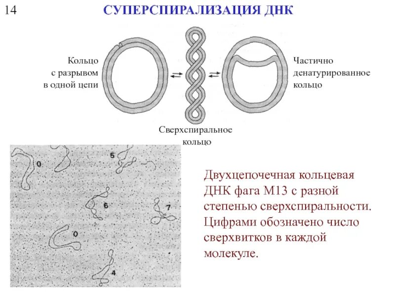 Разрывы цепи днк. Суперспирализация ДНК. Сверхспирализация ДНК. Супер спераллизация ДНК. Суперспираль ДНК.