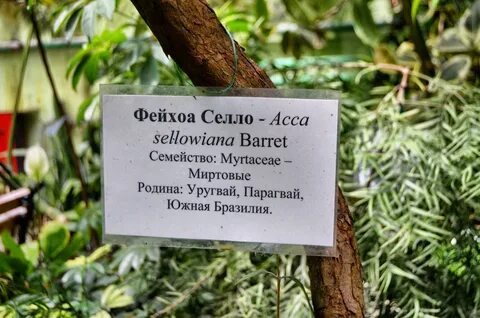 Ботанический сад слова