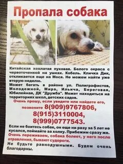 Потерявшийся щенок