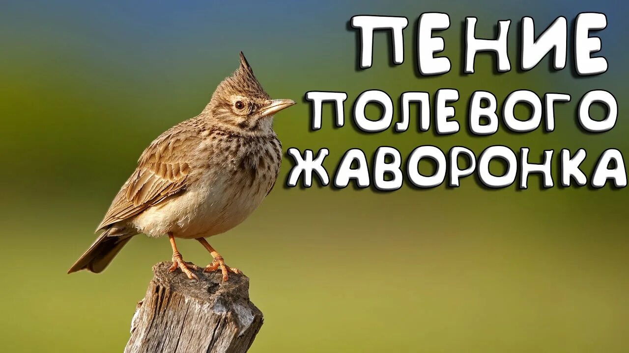 Звонче жаворонка пение слушать. Жаворонок птица поет. Стих звонче жаворонка пенье толстой. Как раскрасить жаворонка. Звонче жаворонка пение слушать.