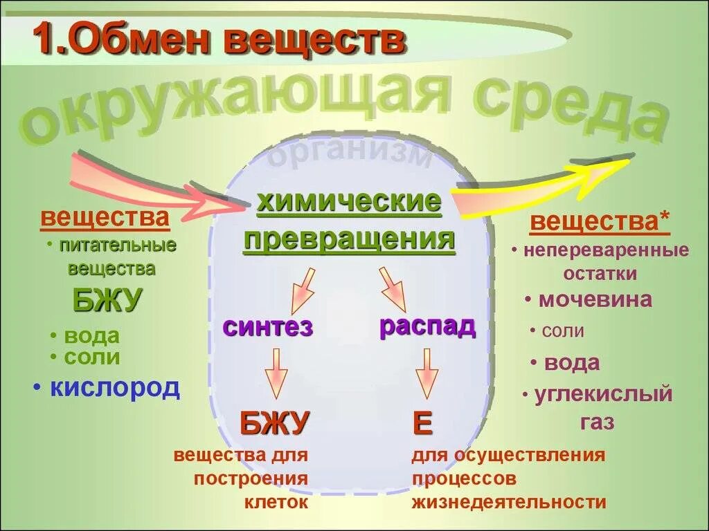 Обмен жизни и среда. Процесс метаболизма схема. Обмен веществ и энергии в организме схема. Процесс обмена веществ у человека. Схема обменных процессов в организме.