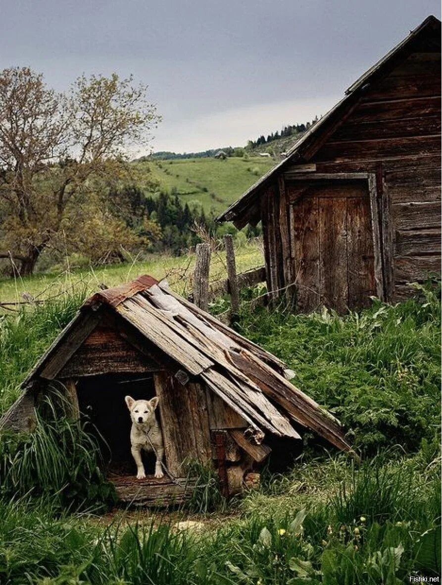 Dog village. Собачья конура деревенская. Будка собачья деревенская. Сельские будки для собак. Деревенская будка для собаки.