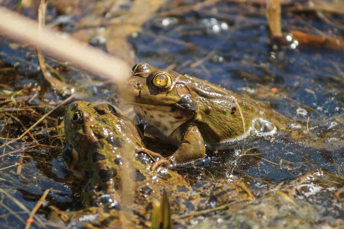 сколько лягушек в болоте. лишаистый веслоног. болото с лягушками. лягушки и жабы на болоте. сколько лягушек в болоте.