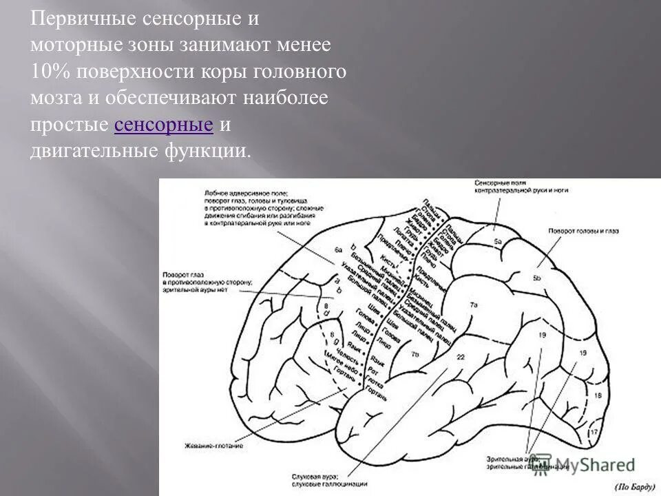 проекции коры головного мозга. проекционные зоны коры головного мозга двигательная. проекции коры головного мозга. ассоциативные области коры большого мозга. кортекс кора головного мозга.