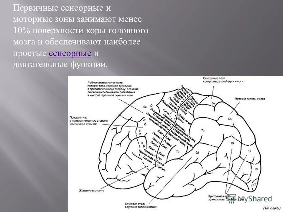 Ассоциативные зоны коры мозга. Проекционные зоны коры головного мозга. Первичные проекционные зоны сенсорной коры. Сенсорные первичные и вторичные моторные и ассоциативные зоны коры.
