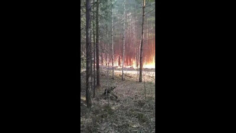 Слава жил возле леса и часто. Тюмень горя́т леса. Горящий лес возле деревни. Горит лес около деревни Кожласола. Пожар в Леваши.