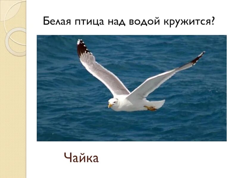 Я вижу чайку признаки. Кружится Чайка. Чайка над водой. Белые Чайки кружились над водой. Слово Чайка.