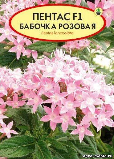 Пентас семена. Пентас цветок семена. Пентас махровый. Пентас семена купить