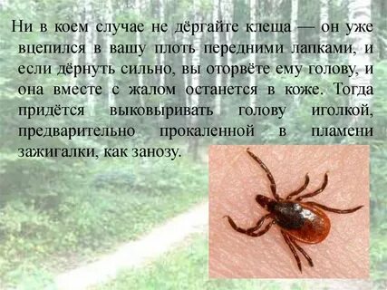 Как клещ оказался в ночлежке