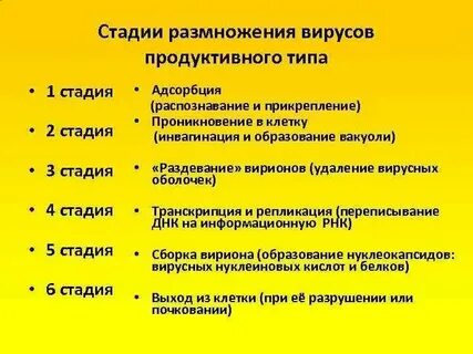 5 размножение вирусов