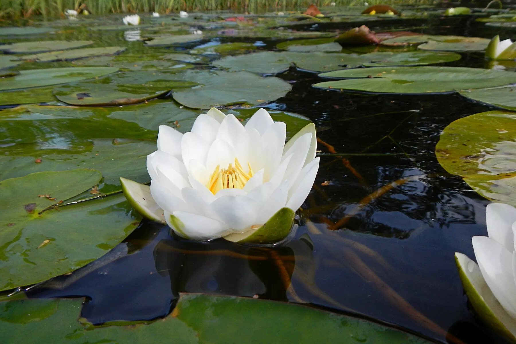 Площадь кувшинки